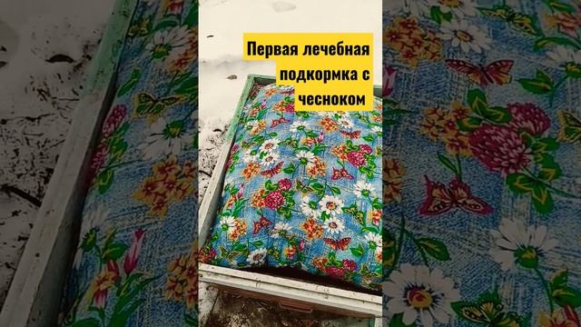 1 лечебная подкормка пчел весной с чесноком #подкормка #сироп #пасека #пчеловодство #лечениепчел смотреть онлайн