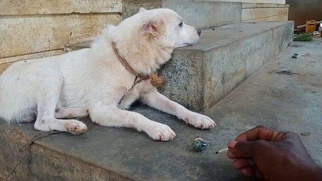 Funny cracker prank dog смотреть онлайн