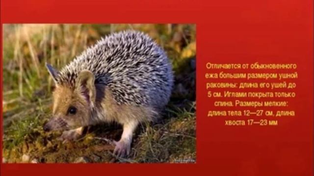 Красная книга России смотреть онлайн