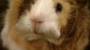 Жил-был хомяк. 8 серия. Золотой цветок