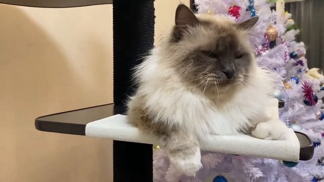 Кот породы Священная бирма. смотреть онлайн