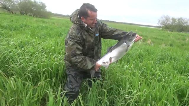 Ловля чавычи на приманки от Русской блесны. Часть 2. смотреть онлайн