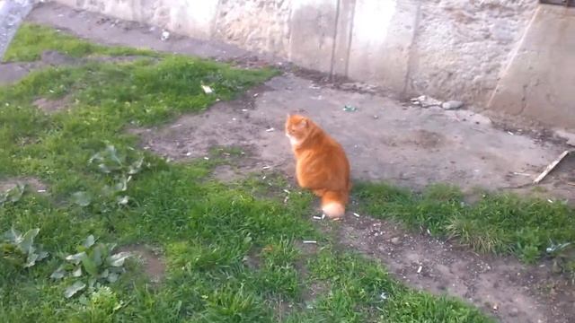 Рыжая актриса Соня 4 смотреть онлайн