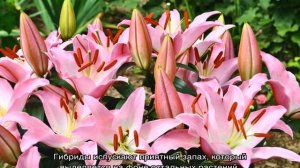 Лилия — цветок садового, пирамидального вида