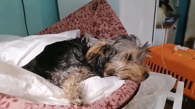 Ледяное равнодушие. Бросили умирать щеночка. Помогите на лечение. У нас огромные долги в клинике. смотреть онлайн