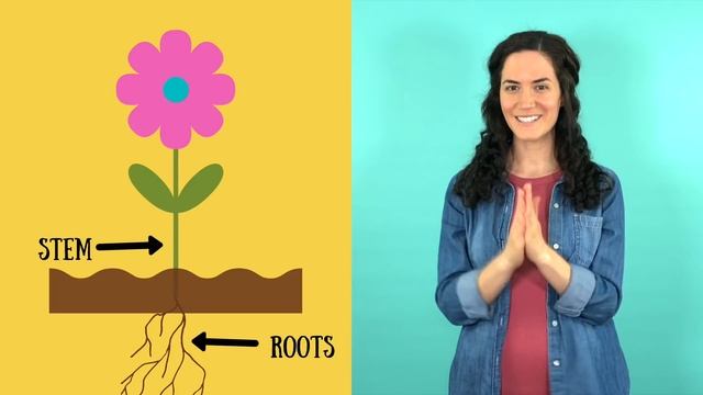 Roots, Stem, Leaves, Flower | Parts Of A Plant Song | Parts Of A Flower Song