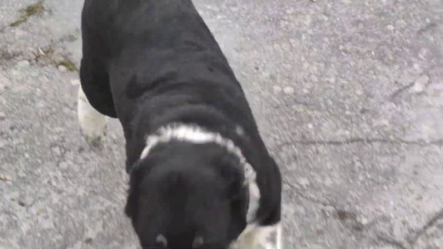 Тарлан Кара Юлдуз 3 месяца 19 дней, подпалый алабай с красивым взглядом смотреть онлайн