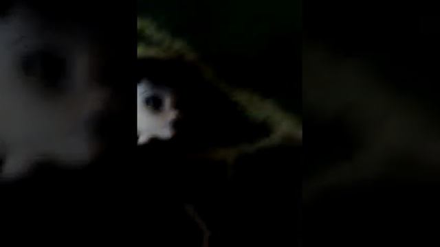 Обзор на элизабэт монстр хай смотреть онлайн