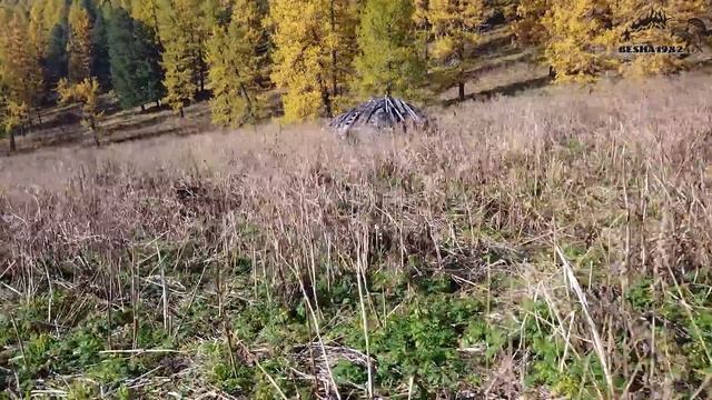 Сколько зарабатывают местные на заготовке кедрового ореха и чего это стоит/Опасная поездка в тайгу# смотреть онлайн