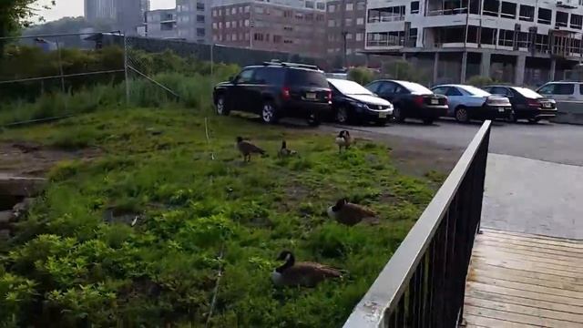 Вид на Манхеттен через Гудзон из Нью-Джерси смотреть онлайн