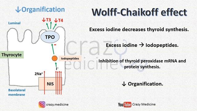 Wolff-Chaikoff and Jod-Basedow Effects смотреть онлайн
