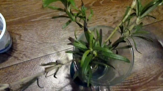 Размножение розмарина черенками/Propagation of rosemary from cuttings смотреть онлайн