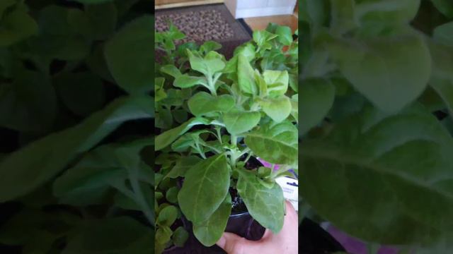 Секреты ранней посадки петунии. #семенамаркет #петуния #хештег #рассадаперца