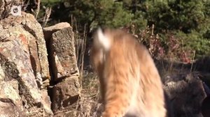 РЫСЬ - НЕВЕРОЯТНО ПРЫГУЧАЯ КОШКА / Койот Питерсон на русском