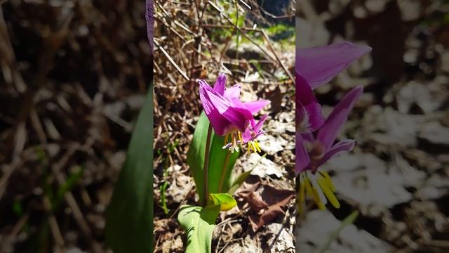 Кандык сибирский - Erythronium sibiricum 21.05.23 смотреть онлайн