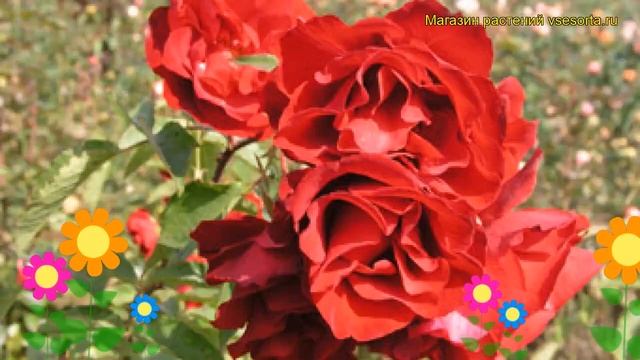 Роза кустовая Кастелла. Краткий обзор, описание характеристик, где купить саженцы Castella