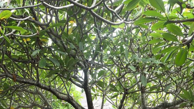 White Frangipani Plumeria Care and Growing Guide смотреть онлайн