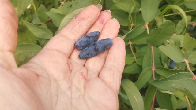 Жимолость. Бакчарский сорта.