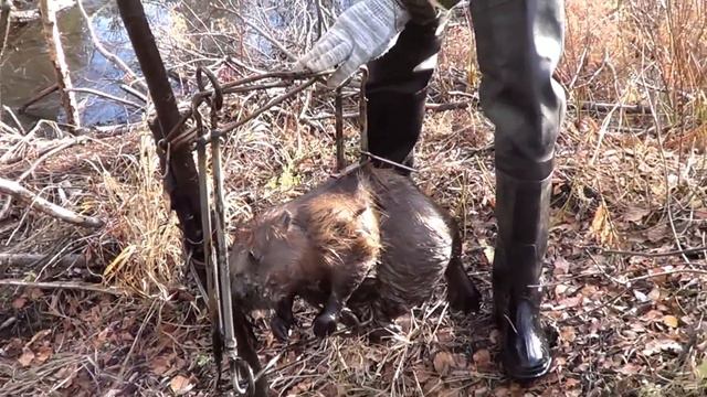 Охота на бобра капканами. Beaver hunt trapped. смотреть онлайн