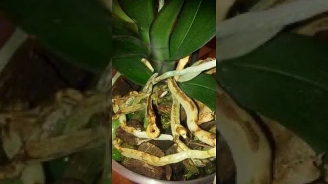 КОРИЧНЕВЫЕ ПЯТНА НА КОРНЯХ ОРХИДЕИ? ЧТО ЭТО? смотреть онлайн