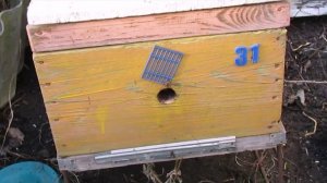 когда, и при какой температуре, лучше пересаживать пчел, после зимовки.