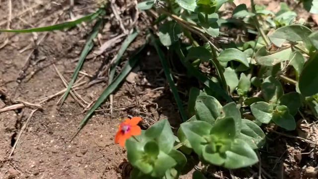 Scarlet Pimpernel смотреть онлайн