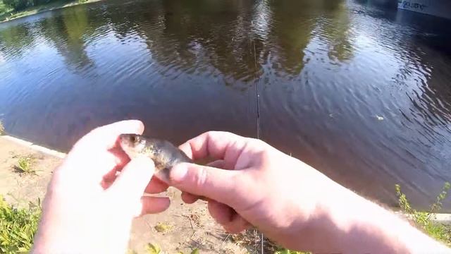 Окунь на мормышинг 12.06.2020г. смотреть онлайн