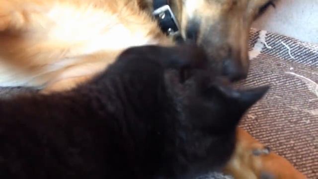 Подобрали ещё одного бездомного котенка. смотреть онлайн