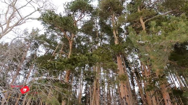 Зимний лес 2022г. / Сосновый бор / Природа зимой смотреть онлайн