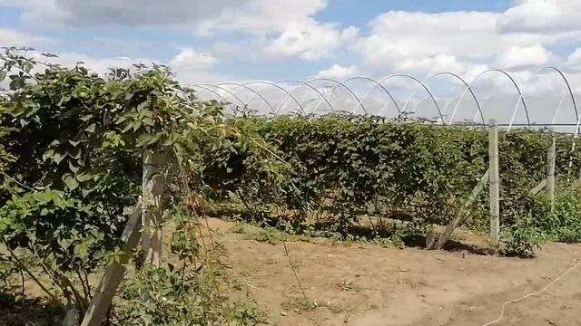 Клубника Клери В теплице