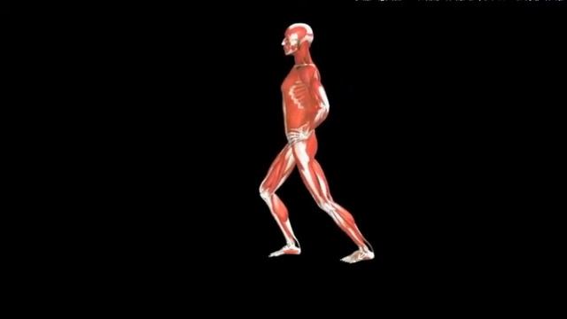 Растяжка с выпадом ноги вперед Calf stretch Lunge смотреть онлайн