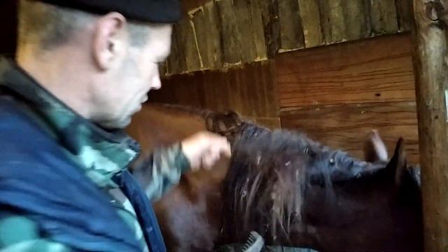 #Конь #Лошади #Жизньвдеревне Конь ЛОПУХ!! Вычесываем коня от репейника . Кто такая эта бадулька? смотреть онлайн