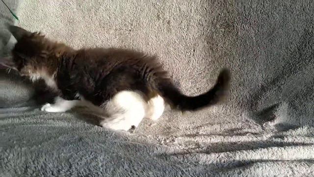 Мейн-кун котик Экселлент, 10 недель смотреть онлайн