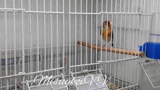 Гибриды щегол х канарейка самец и самка смотреть онлайн