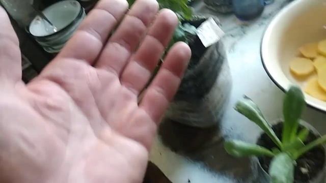 Когда поливать комнатные цветы смотреть онлайн