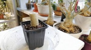 ДЕРЕВЦЕ БОНСАЙ ИЗ ЧЕРЕНКА АДЕНИУМА