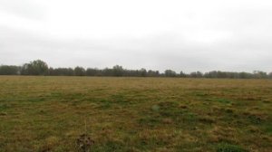 Ловля певчих птиц тайником.Щеглы,реплова.