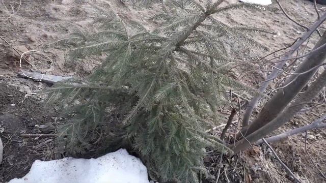 Саженцы елей весной, после стаивание снега. смотреть онлайн