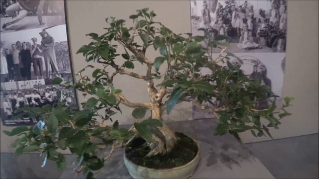 Небольшой видеоотчет о выставке бонсай Игоря Ислентьева в Старом Осколе смотреть онлайн