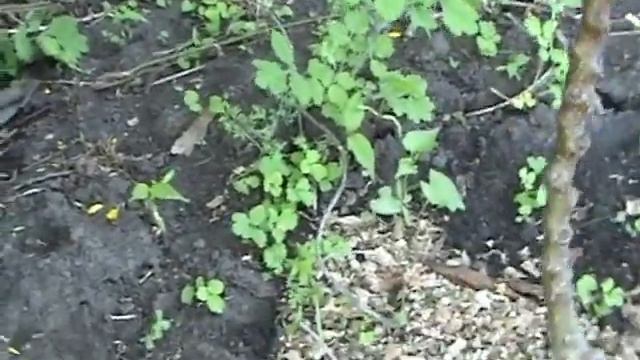 Как перезимовала колоновидная груша смотреть онлайн