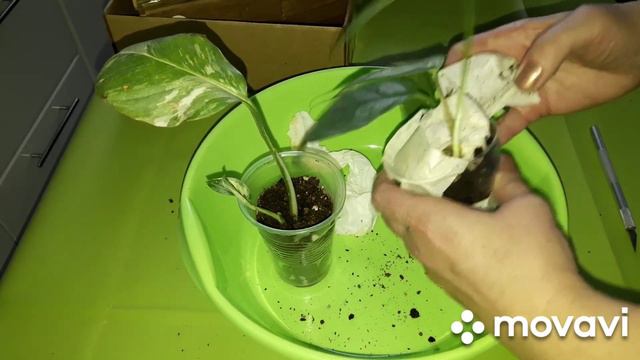 КОМНАТНЫЕ РАСТЕНИЯ(ЦВЕТЫ).ПОСЫЛОЧКА С ОЧЕНЬ ИНТЕРЕСНЫМИ РАСТЕНИЯМИ!!! смотреть онлайн