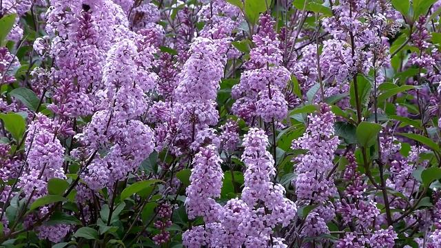 Сирень в Мурманске смотреть онлайн