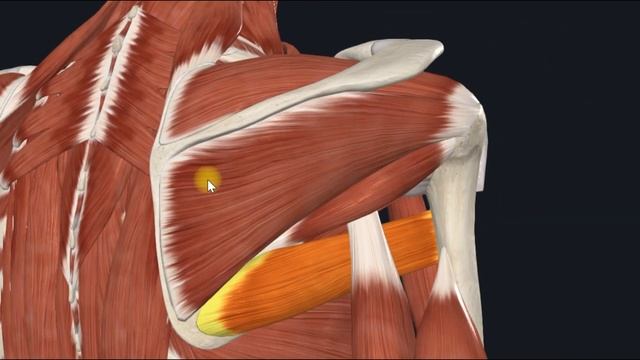 Большая круглая мышца (m.teres major) 3D Анатомия смотреть онлайн