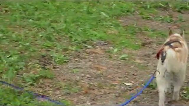 Человек собаке ДРУГ Хаски Лэнд