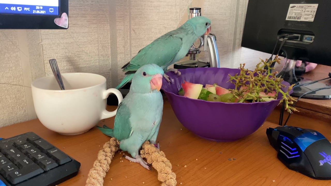 птенцы ожереловых попугаев атакуют арбуз! смотреть онлайн