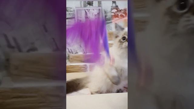 Невский маскарадный мальчик, питомник Невская Корона:) смотреть онлайн