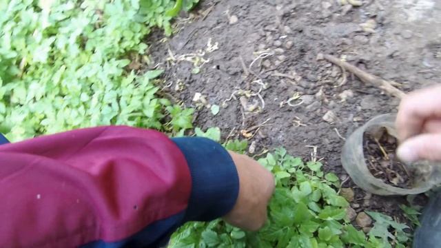 СОБИРАЮ ЧЕРВЕЙ ДЛЯ РЫБАЛКИ. ЧЕРВИ С ЧЕСНОКОМ.