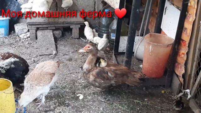 Кто сказал, что нельзя соединить разновозростных утят ??? смотреть онлайн