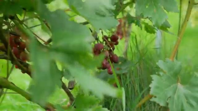 Сорт винограда Заря Несветая. ? Описание сорта винограда Заря Несветая. смотреть онлайн