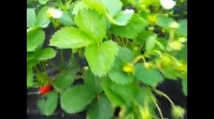 Клубника Мурано. Ягода продолжает завязываться, наливается и зреет
